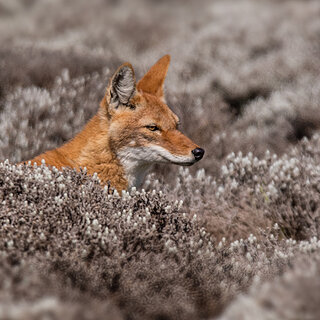 Bale Mountains - Sanetti - Ethiopian wolf